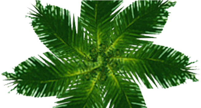 Plan Palm Psd (672x353), Png Download