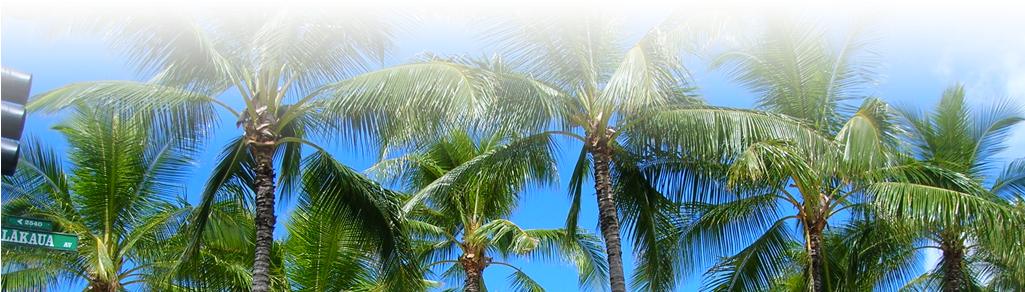 General Hi Footer - Attalea Speciosa (1024x300), Png Download