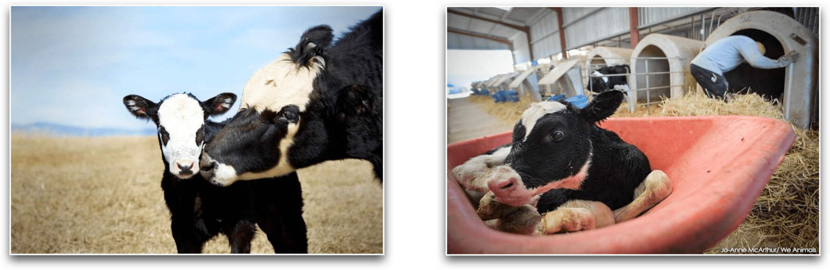 Mother Cow And Her Baby Vs Baby Calf Taken For Veal - Manna Pro Bounce-back Electrolyte Supplement For Livestock, (1707x555), Png Download