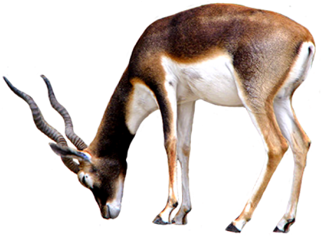 Download Horse Clip Art Sideways Antelope Transparent Background Png Image With No Background Pngkey Com
