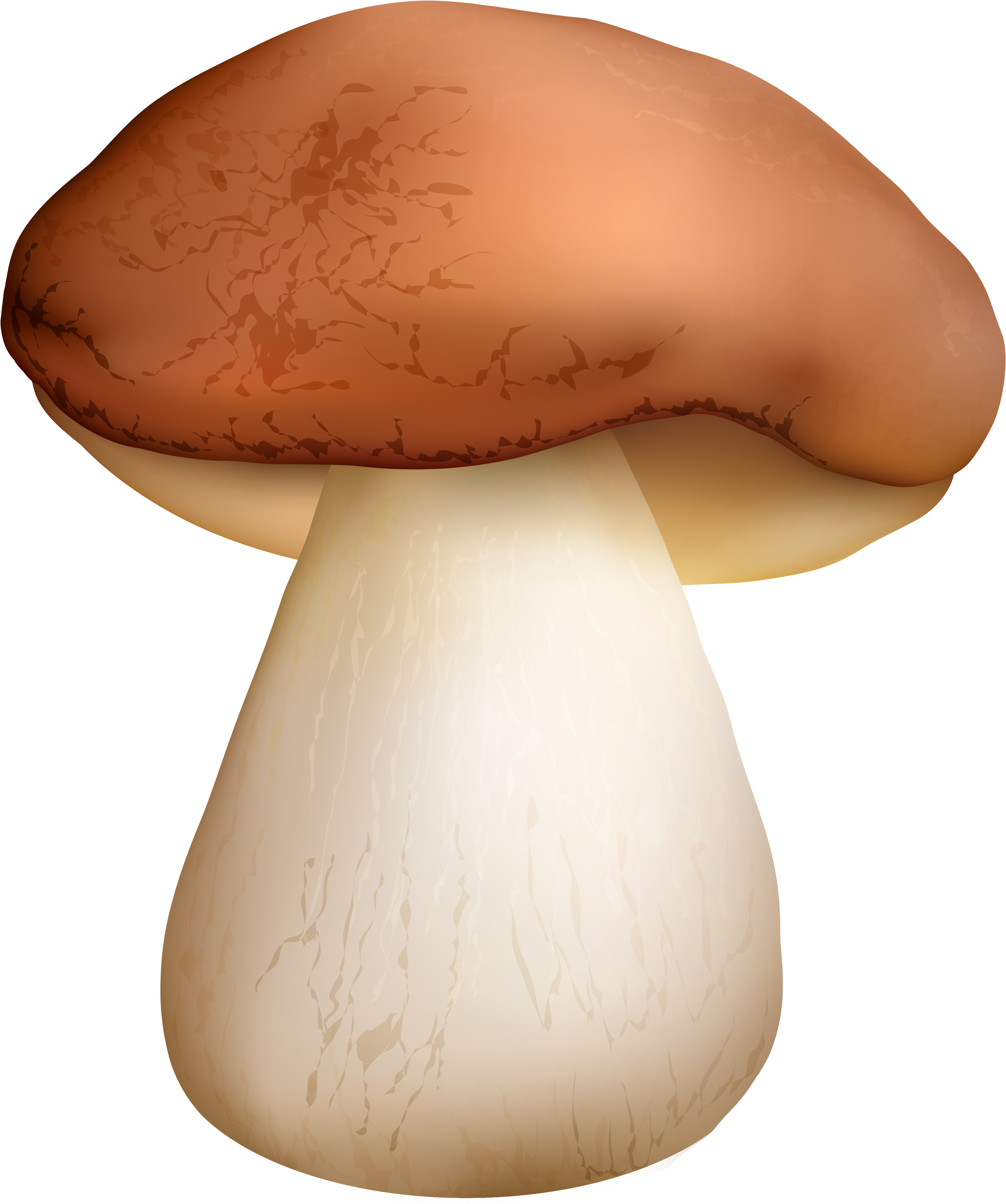 Boletus Mushroom Png Clipart - Boletus Clipart (3463x4127), Png Download