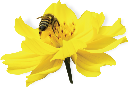 Bee Venom - Bee On Flower Png (654x362), Png Download