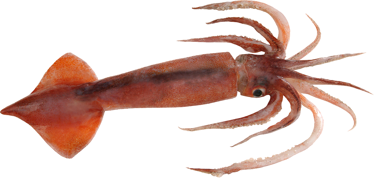 Colossal Squid (1216x580), Png Download