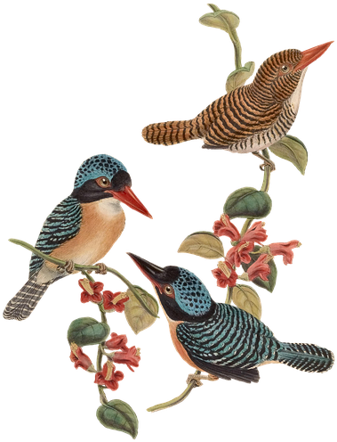 Bird, Birds, Branch, Flowers, Vintage, Isolated - Posterazzi Birds Of Asia 1850 Black-faced Kingfisher (506x720), Png Download