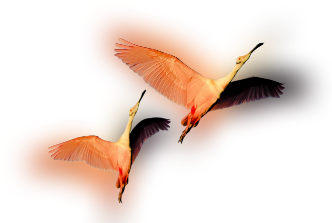 Color Palette Ideas From Bird Ibis Beak Image - Parrot (700x500), Png Download