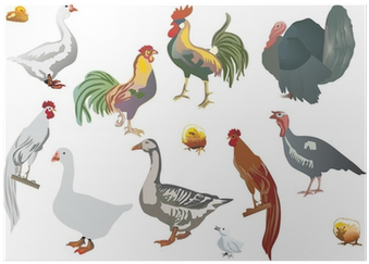 Bird (400x400), Png Download