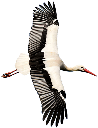 Stork, Transparent, Rattle Stork, Nature, Isolated - Transparent Stork (960x640), Png Download
