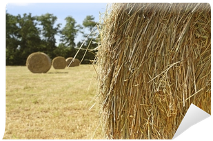 Hay (400x400), Png Download