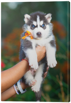 Siberian Husky (400x400), Png Download