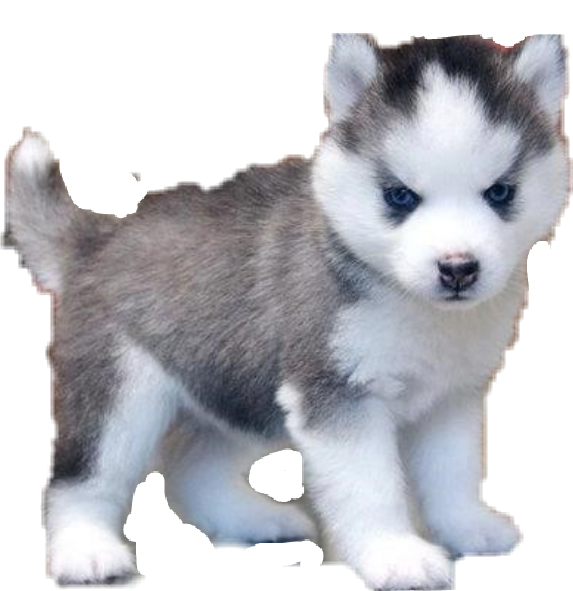 Pomsky Pomeranian Husky Dog Dogs Sticker Usethis Animal - Siberian Husky Cross Breed (573x591), Png Download