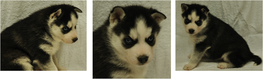 Siberian Husky Puppy - Royal Siberians (925x280), Png Download