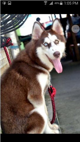 Quality Siberian Husky Puppies For Sale - Siberian Husky (640x480), Png Download