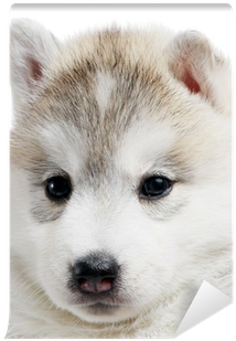 One Siberian Husky Puppy Isolated Wall Mural • Pixers® - Branco Husky Siberiano Filhote (400x400), Png Download