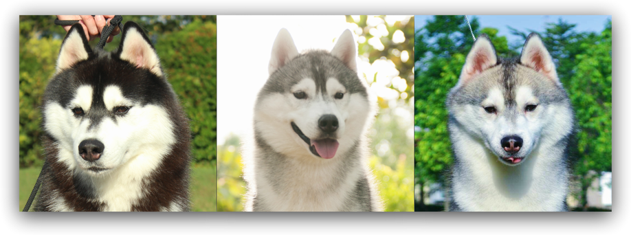 Mackenzie River Husky (918x342), Png Download
