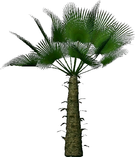 Trachycarpus Fortunei - Palmeira Moinho De Vento Png (750x527), Png Download