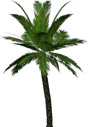 3d Trees - Palm - Árboles De Palma (750x527), Png Download