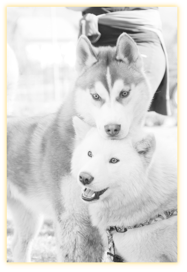 Because We Are Very Interested To Know How The Puppy - Mackenzie River Husky (391x566), Png Download