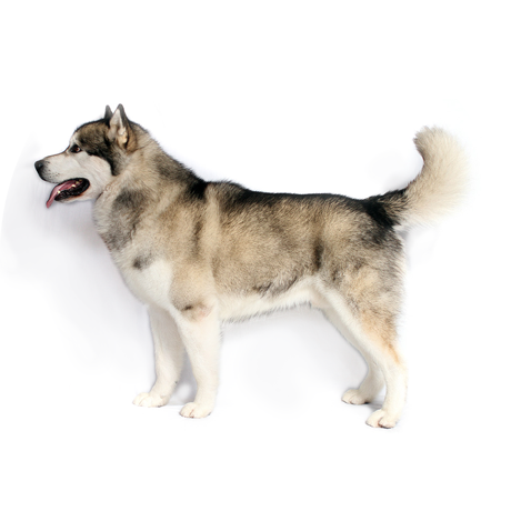 Affectionate, Loyal, Playful But Dignified - Alaskan Malamute Akc (460x460), Png Download