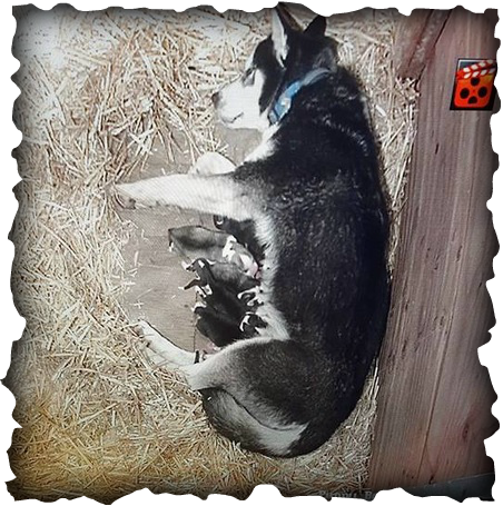 Our Puppies Stay On Site Until They Are Old Enough - Alaska (452x455), Png Download