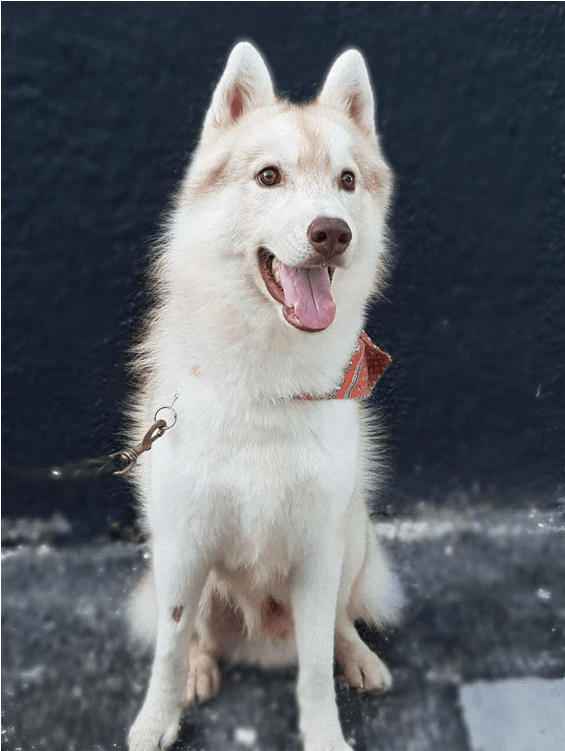 Vulcan- Adopted Into A Forever Home - Mackenzie River Husky (800x750), Png Download
