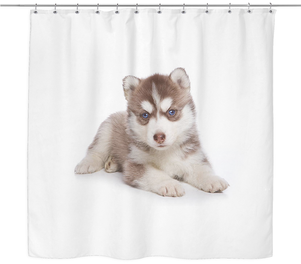 Siberian Husky Puppy Shower Curtain - Siberian Husky Puppy (1024x1024), Png Download