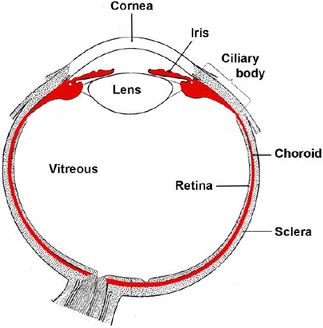 Uvea Iris (493x510), Png Download