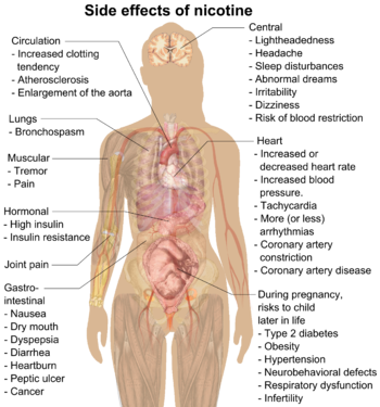 Side Effects[edit] - Nicotine Effects On Body (350x375), Png Download
