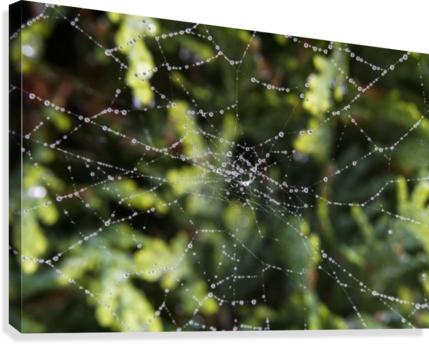 Water Droplets On A Spider Web - Posterazzi Water Droplets On A Spider Web North Yorkshire (429x344), Png Download