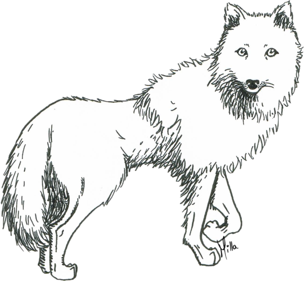 Prometheus Drawing White Wolf - Sketch Of An Arctic Wolf (600x553), Png Download