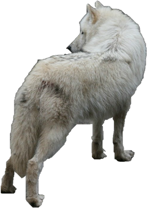 White Wolf Gif Transparent (495x700), Png Download