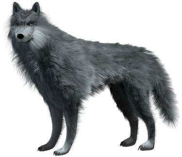Wild Animal Mammal Wolf Carnivores Predato - Winter Is Coming Mugs (389x340), Png Download