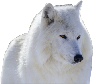 Wolf Photo Artic-wolf - Common Animals In The Canadian Wilderness (400x300), Png Download
