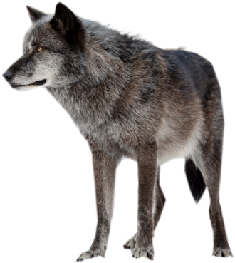 Wolf Png (600x465), Png Download