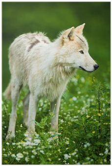 Arctic Wolf Aka Polar Wolf Or White Wolf Poster • Pixers® - Arctic Wolf (400x400), Png Download