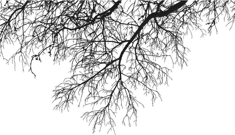 Descargar - Tree Branches Png (900x602), Png Download