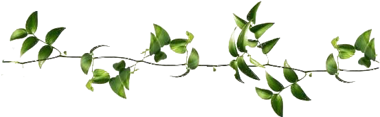 Ramas Hojas Freetoedit - Rama De Hojas Png (600x200), Png Download
