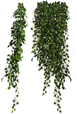 Plantas Cayendose - Cottingley Secret: A Novel (400x400), Png Download