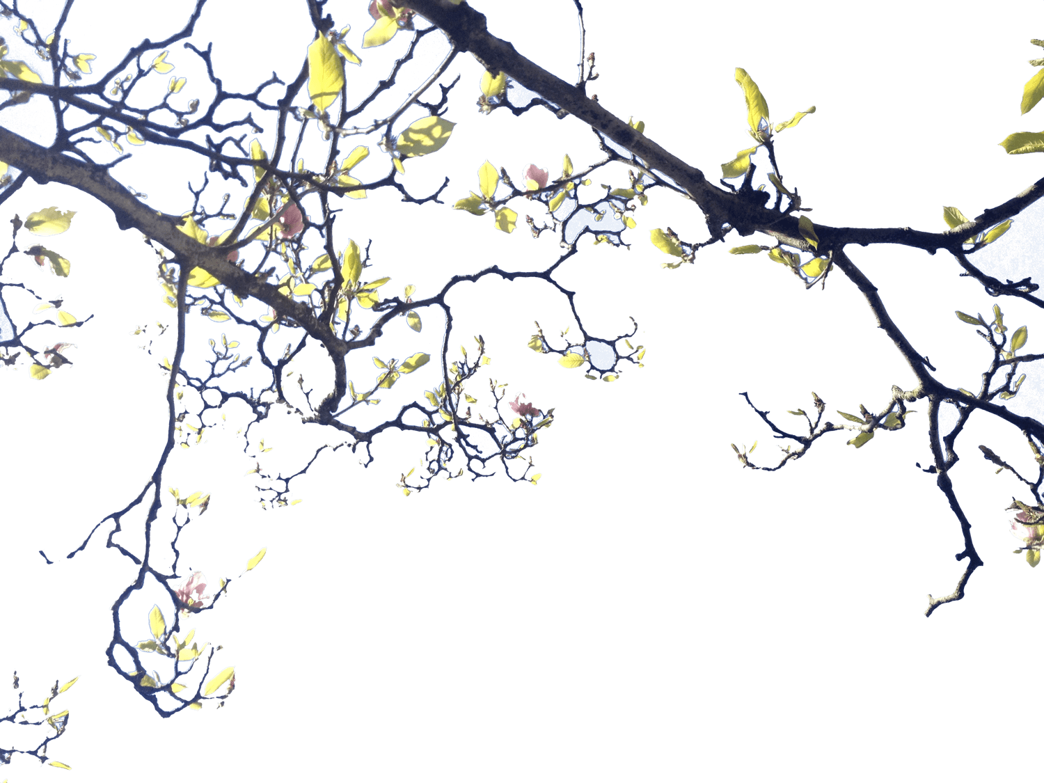 Ramas - Blossom (1500x1125), Png Download