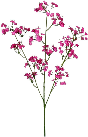 Flower (376x572), Png Download