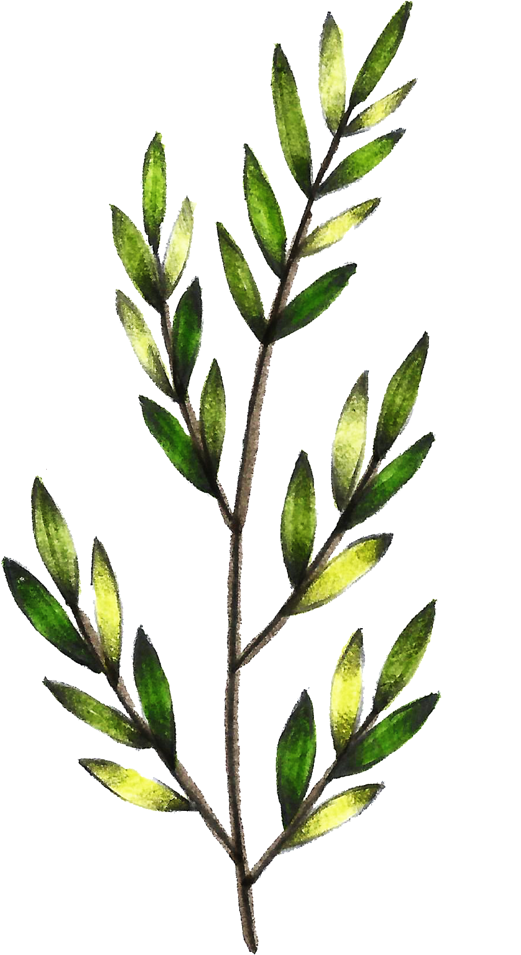 Este Gráficos Es Transparente Png Ornamental Para Verde - Leaf (1024x1876), Png Download