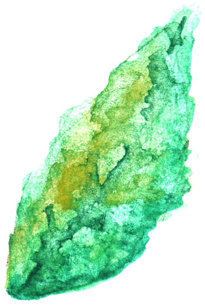 Transparente Png Ornamental Para Verde Y Verde Ramas - Leaf (1024x1314), Png Download