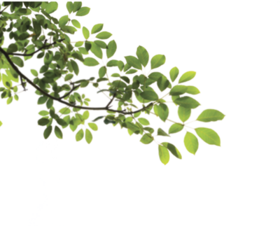 Tree Branch Png (400x323), Png Download