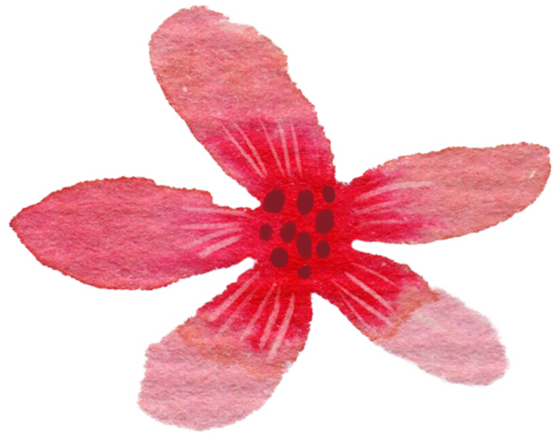 9 Frame - Lily (800x630), Png Download