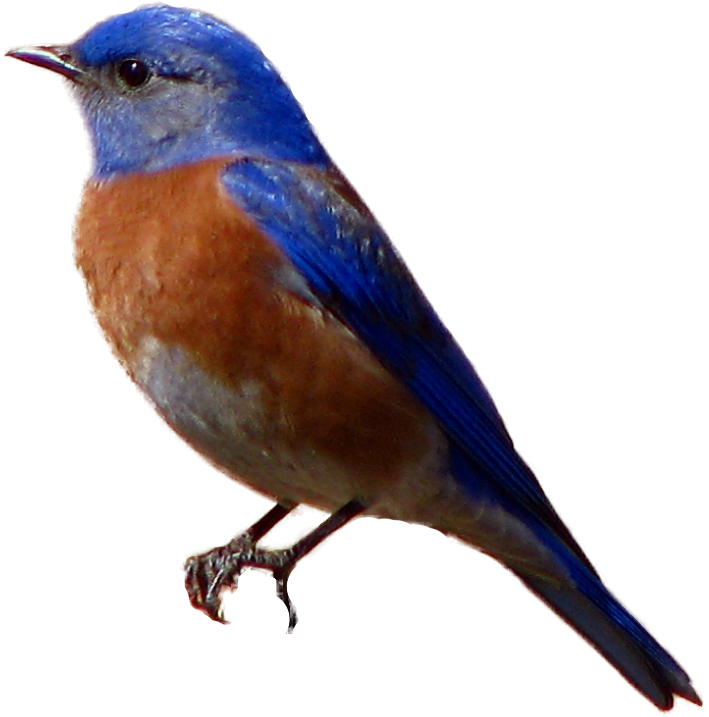 Avian, Western Blue - Blue Bird Transparent Background (1524x1510), Png Download