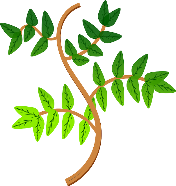 Leaves, Branch, Leaf, Green, Plant - Las Ramas De Las Plantas (605x640), Png Download