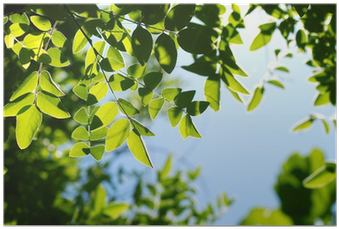 Branch (400x400), Png Download