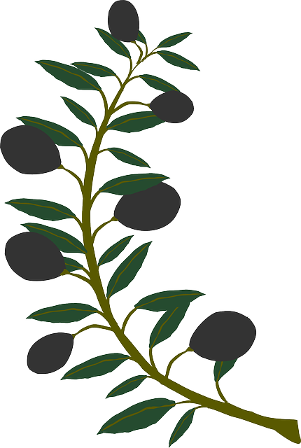 Branch, Olive, Plant, Tree - Watercolor Olive Branch Png (430x640), Png Download