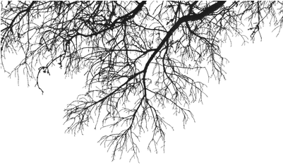 Rama Deco Arriba - Branches Png (400x400), Png Download