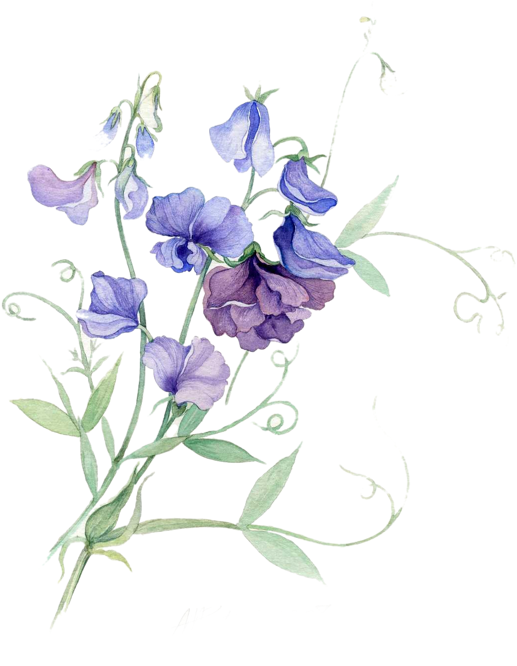 Paper Sweet Pea Watercolor Painting Flower - Sweet Pea Flower Watercolor (1206x1655), Png Download