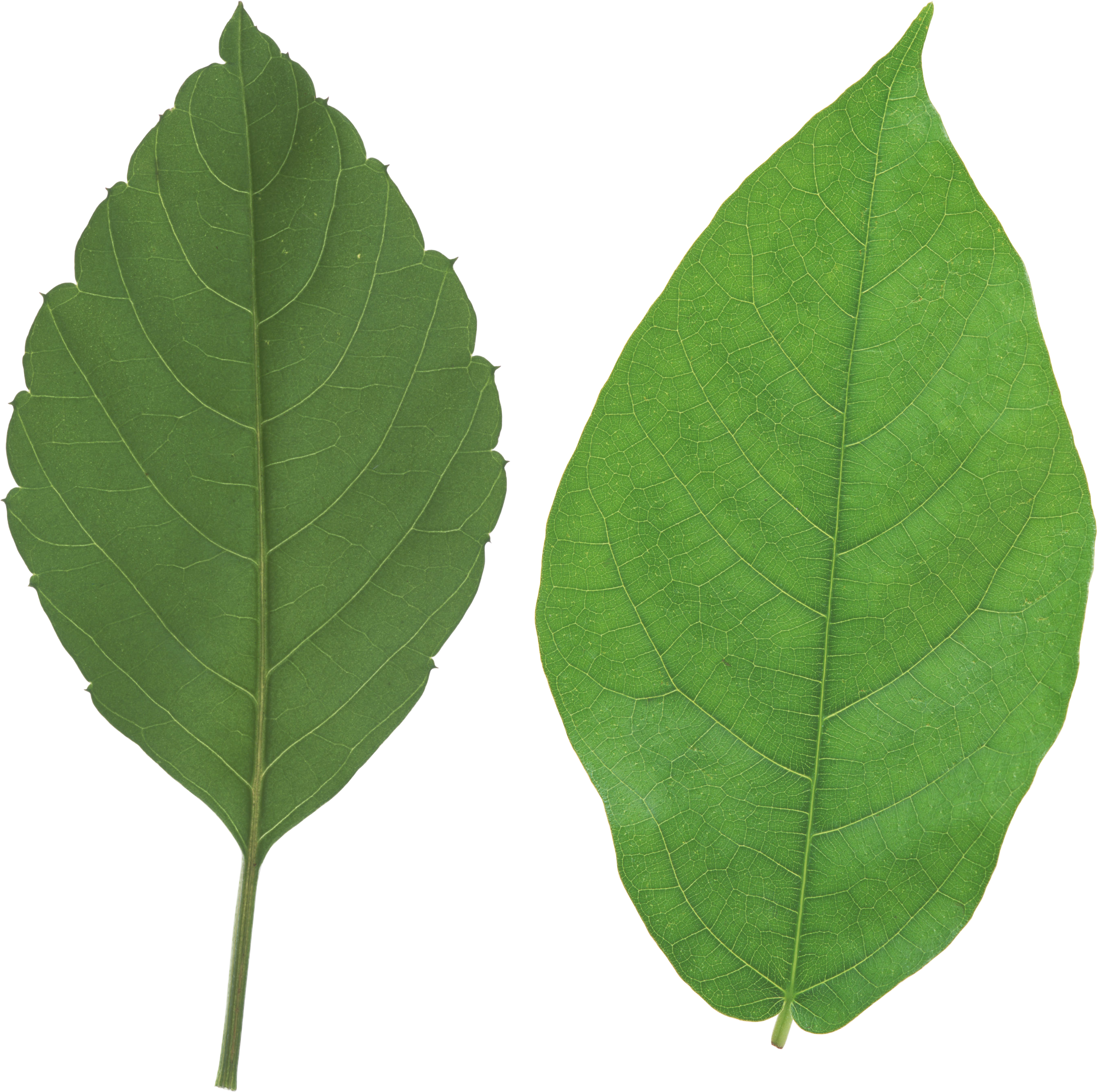 Green Leaf Png - Leaf Png (2878x2932), Png Download